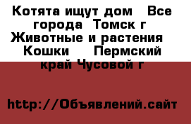 Котята ищут дом - Все города, Томск г. Животные и растения » Кошки   . Пермский край,Чусовой г.